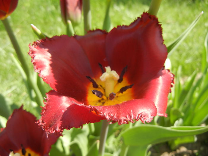 Tulipa Pacific Pearl (2015, April 17)