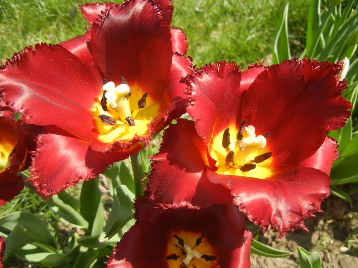 Tulipa Pacific Pearl (2015, April 17)