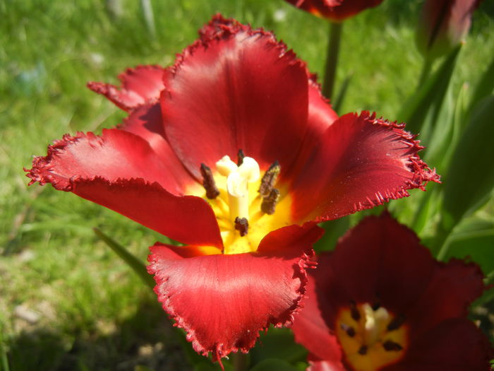 Tulipa Pacific Pearl (2015, April 17) - Tulipa Pacific Pearl