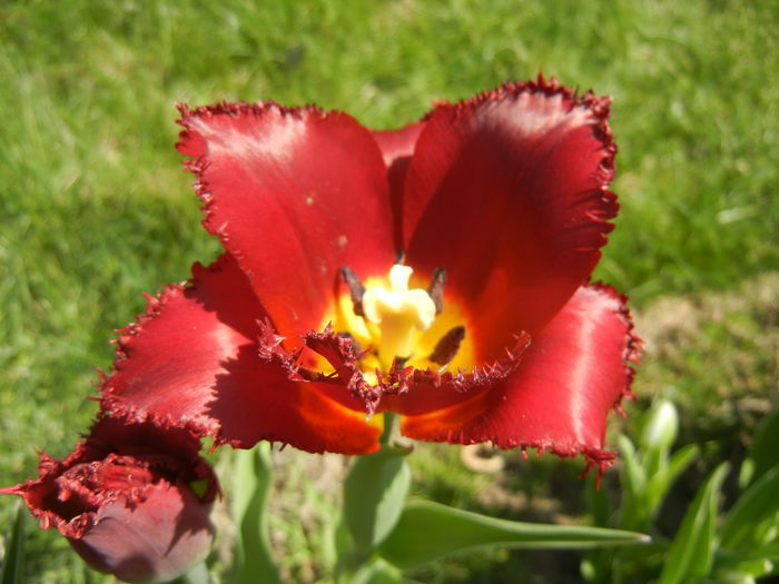 Tulipa Pacific Pearl (2015, April 17) - Tulipa Pacific Pearl