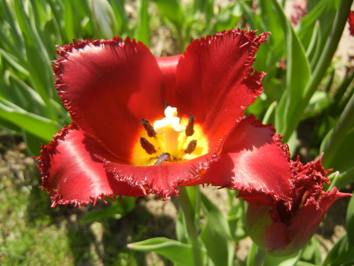 Tulipa Pacific Pearl (2015, April 17)