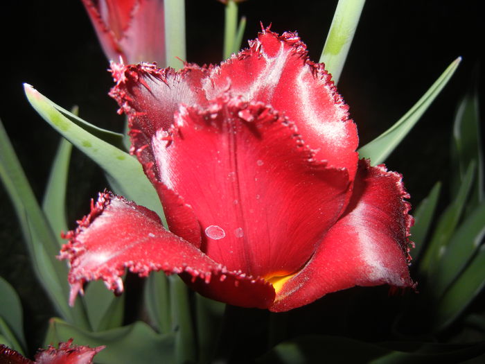 Tulipa Pacific Pearl (2015, April 17) - Tulipa Pacific Pearl