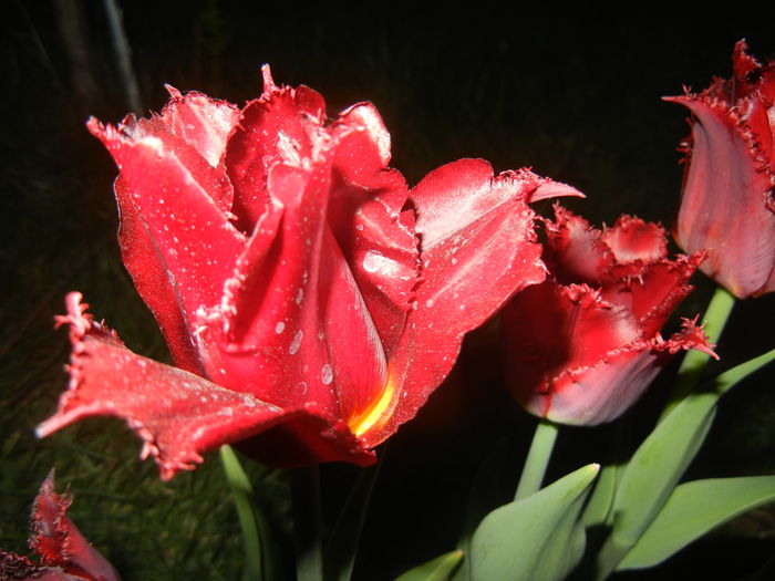 Tulipa Pacific Pearl (2015, April 17)
