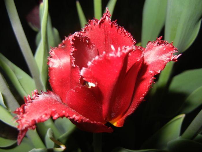 Tulipa Pacific Pearl (2015, April 17)