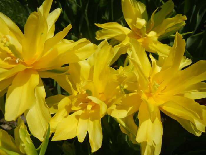 Tulipa Yellow Spider (2015, April 17) - Tulipa Yellow Spider