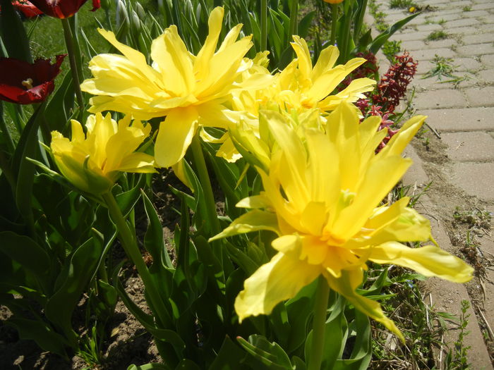 Tulipa Yellow Spider (2015, April 17)