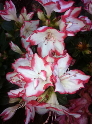 image - RHODODENDRON