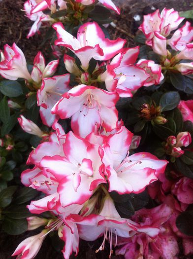 image - RHODODENDRON