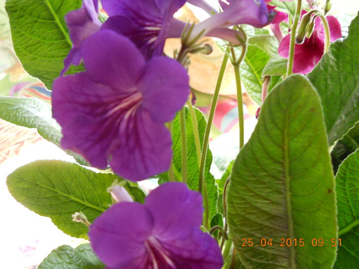 002 - PRIMAVARA  2015  IN SUFLET SI IN GLASTRA