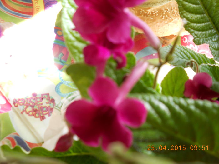 003 - PRIMAVARA  2015  IN SUFLET SI IN GLASTRA