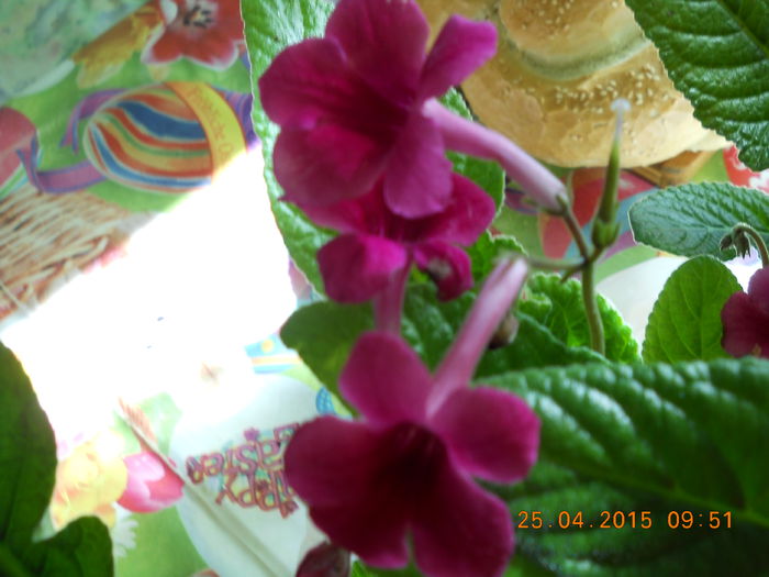 005 - PRIMAVARA  2015  IN SUFLET SI IN GLASTRA
