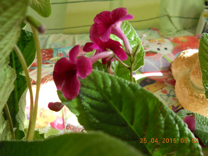 006 - PRIMAVARA  2015  IN SUFLET SI IN GLASTRA