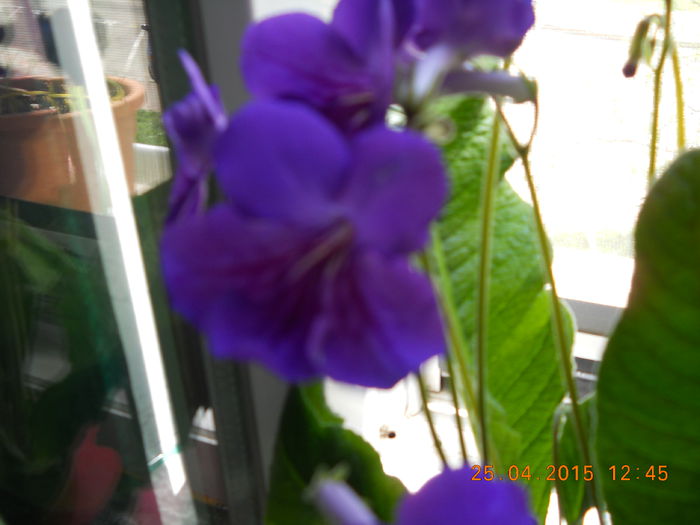 014 - PRIMAVARA  2015  IN SUFLET SI IN GLASTRA