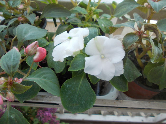 DSCN5449 - Impatiens 2015