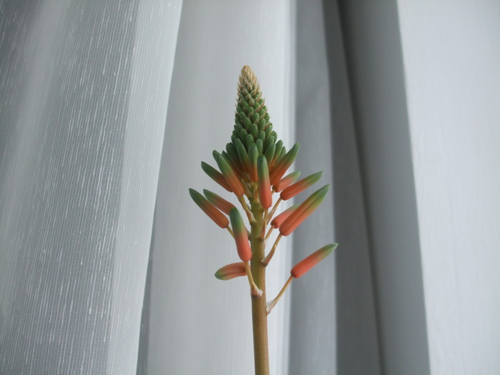 DSCF1978 - aloe vera inflorita