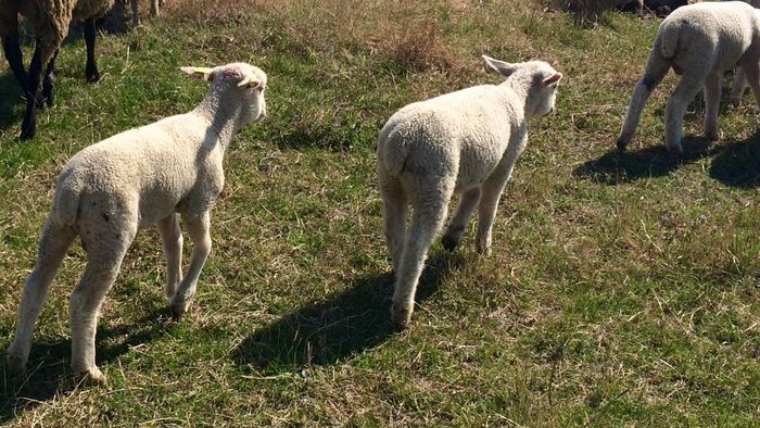 image - 4-MIEI MERINOS DE PALAS-Linia de carne