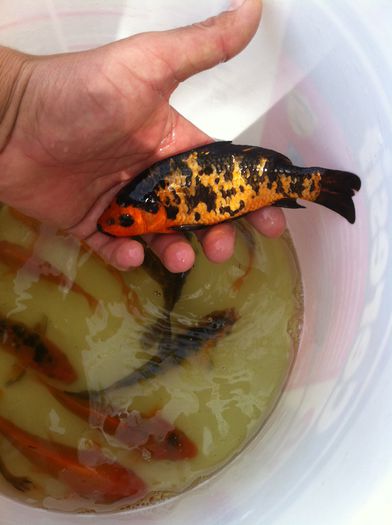 image - Crap koi