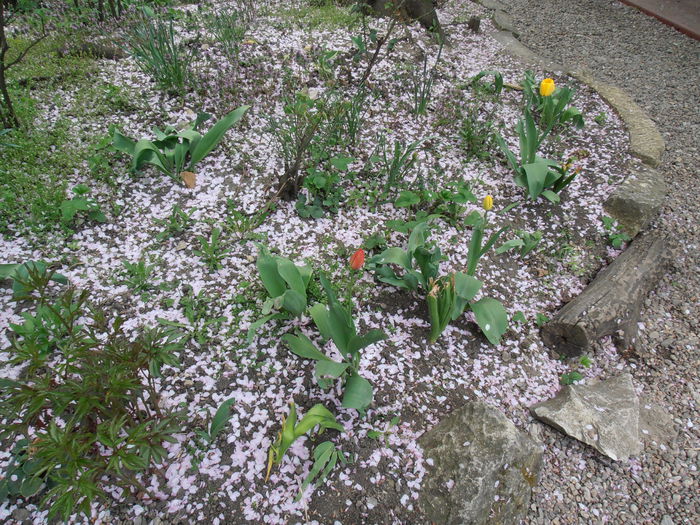 P4221229 - CALEIDOSCOP