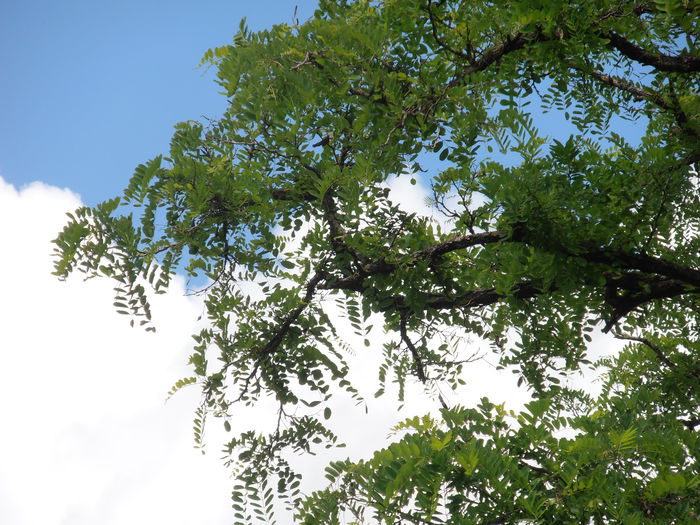 P6090336 - CALEIDOSCOP
