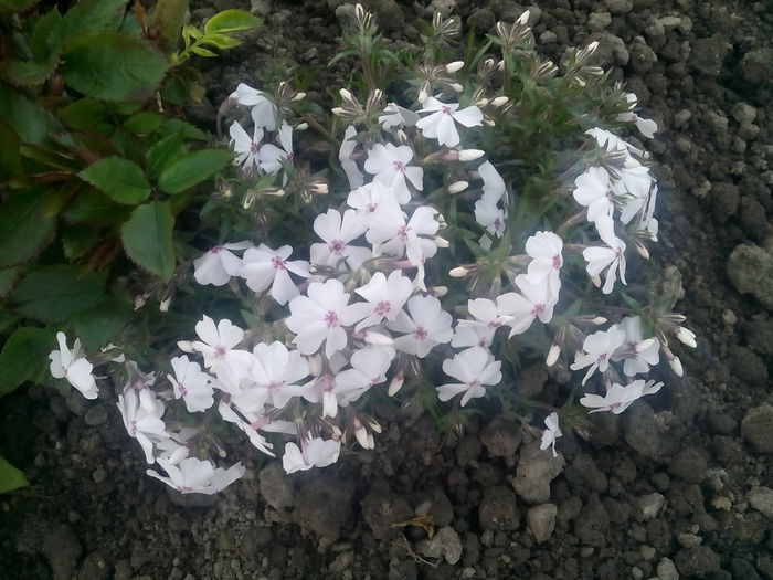 Phlox Sabulata - 2015 Flori in  gradina
