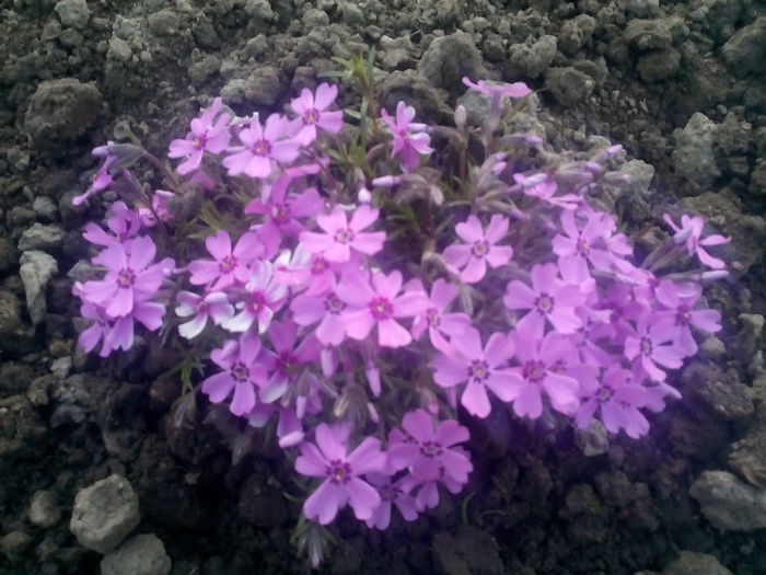Phlox Sabulata - 2015 Flori in  gradina