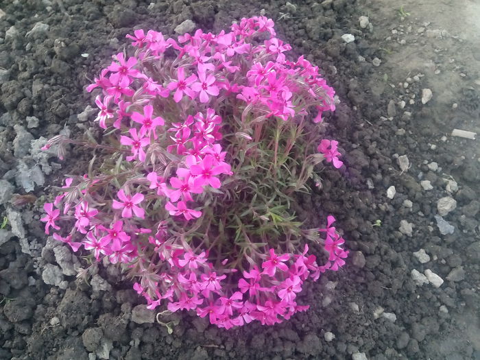 IMG_20150425_195212 - 2015 Flori in  gradina