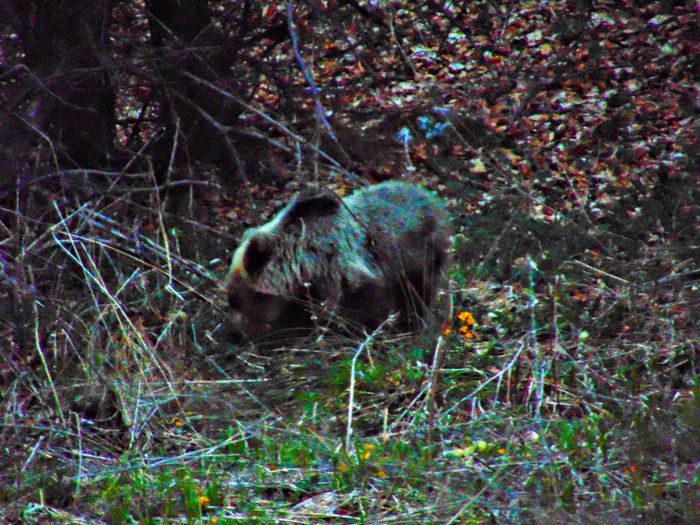 DSC06762 - Diverse animale si pasari