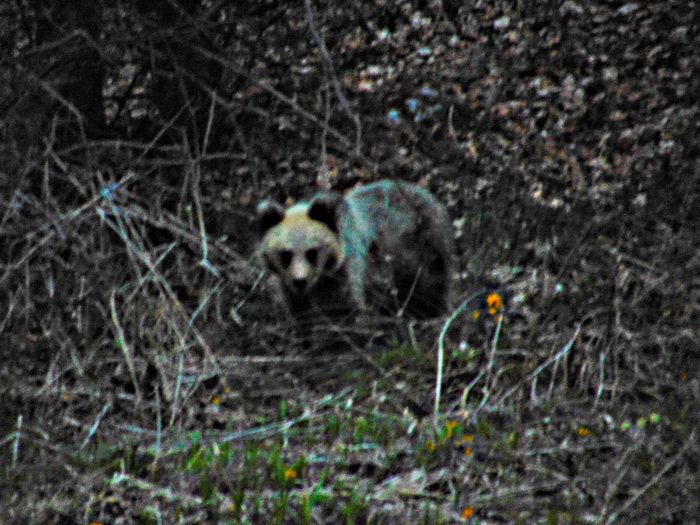 DSC06764 - Diverse animale si pasari