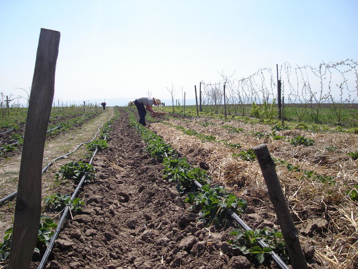 25aprilie2015 Paie la căpşuni