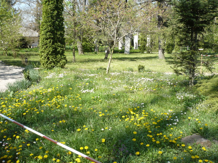 P1120888 - 2015 - Pitesti - aprilie