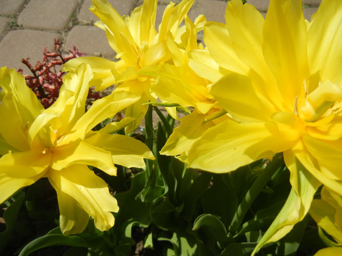 Tulipa Yellow Spider (2015, April 17)