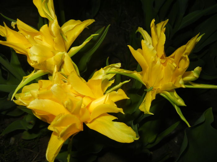 Tulipa Yellow Spider (2015, April 17)