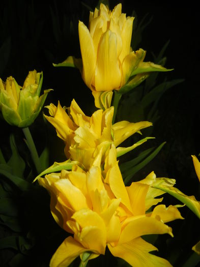 Tulipa Yellow Spider (2015, April 17)