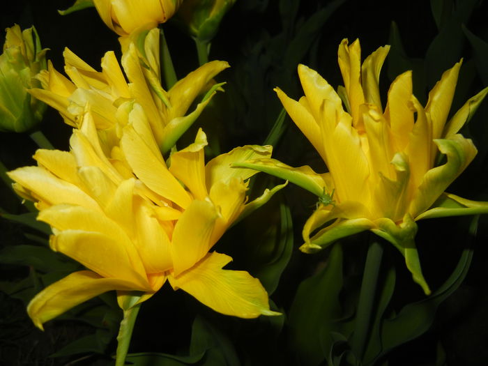 Tulipa Yellow Spider (2015, April 17)