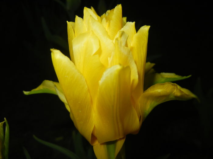 Tulipa Yellow Spider (2015, April 17)