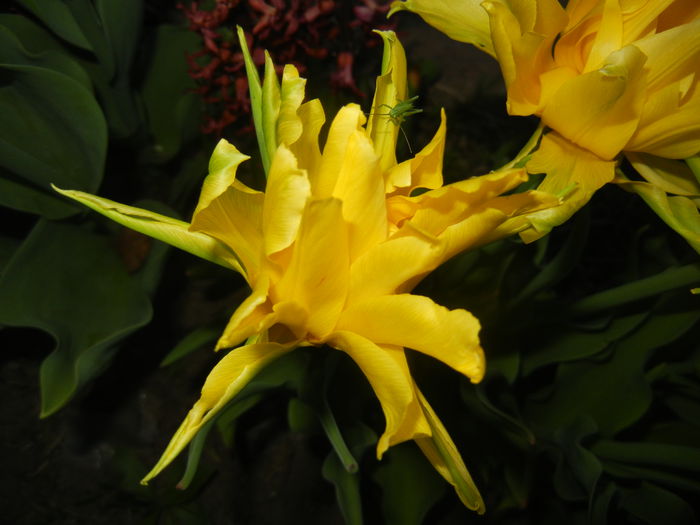 Tulipa Yellow Spider (2015, April 17)