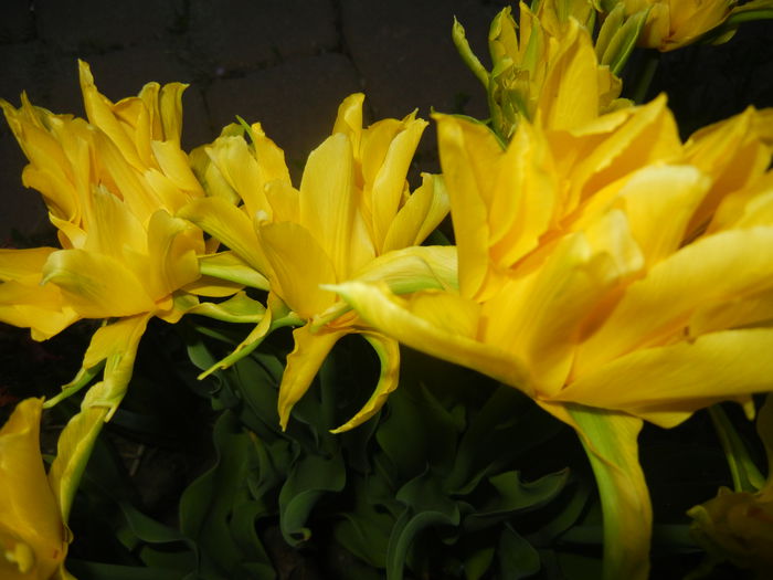 Tulipa Yellow Spider (2015, April 17)