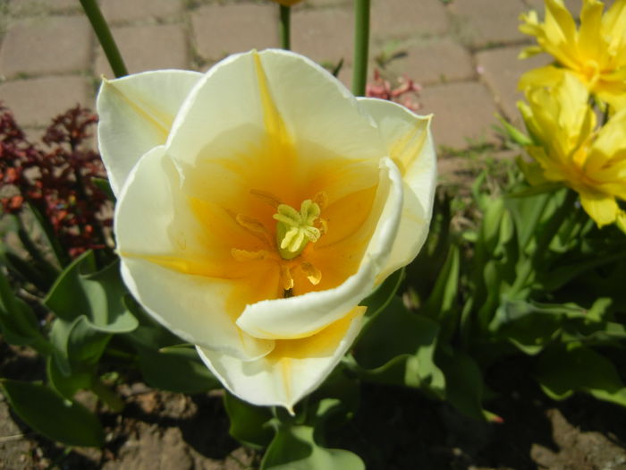 Tulipa Flaming Coquette (2015, April 17) - Tulipa Flaming Coquette