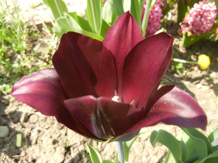 Tulipa Havran (2015, April 17)