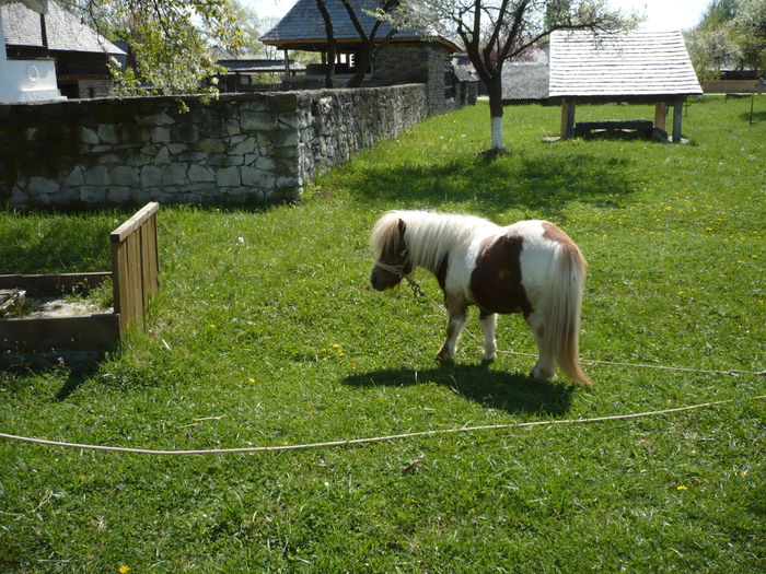 P1120989 - 2015 - Pitesti - aprilie