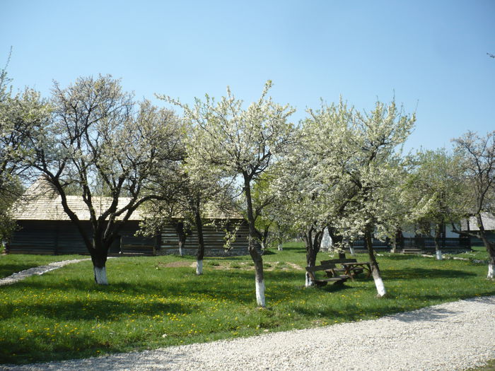 P1120993 - 2015 - Pitesti - aprilie