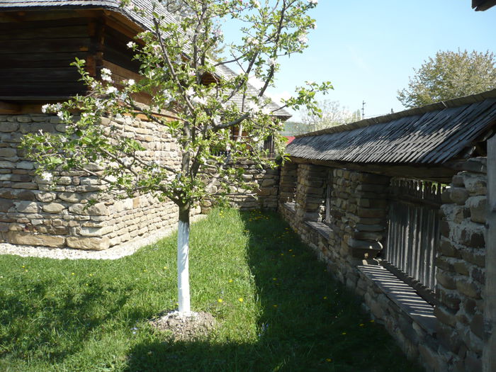 P1130007 - 2015 - Pitesti - aprilie