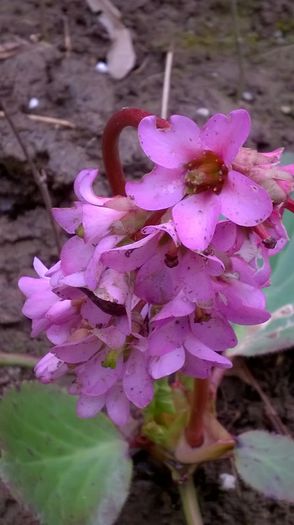 bergenia - Flori de primavara - 2015