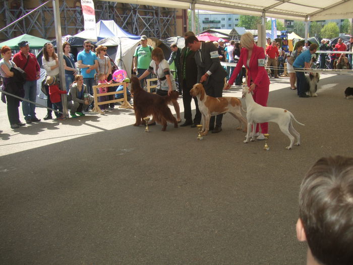 tmp_20512-DSCF4325-1647621137 - z Expo canin Satu Mare 2015