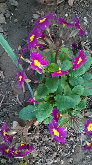 primula 10