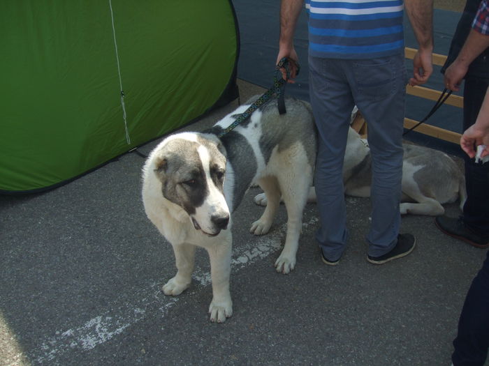 tmp_20512-DSCF4314-1661181546 - z Expo canin Satu Mare 2015