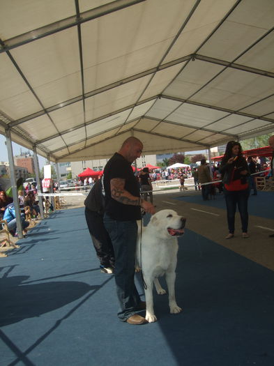 DSCF4273 - z Expo canin Satu Mare 2015