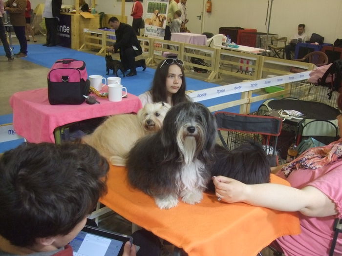 DSCF4212 - z Expo canin Satu Mare 2015