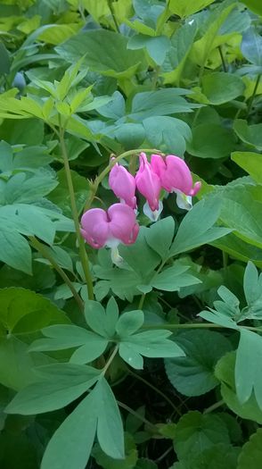 dicentra 1