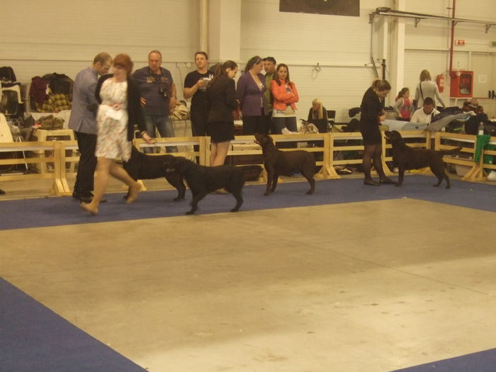 DSCF4169 - z Expo canin Satu Mare 2015